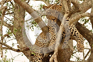 Leopard in a tree