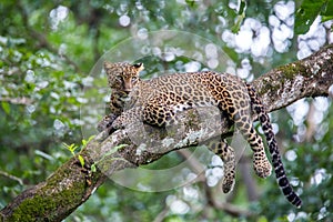 Leopard on a tree