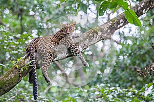 Leopard on a tree