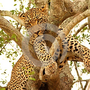 Leopard in a tree