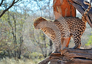 A leopard in a tree