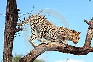 Leopard on Tree