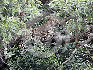 Leopard in tree in africa