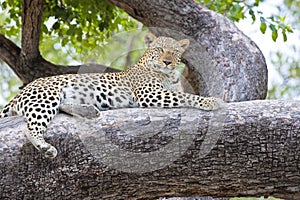 Leopard on tree, Africa