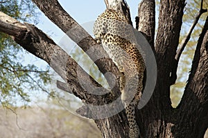 Leopard in tree