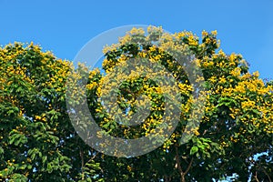 Leopard tree bloom yellow flower among green leaf on blue sky background