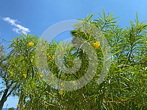 Leopard tree bloom yellow flower among green leaf on blue sky background