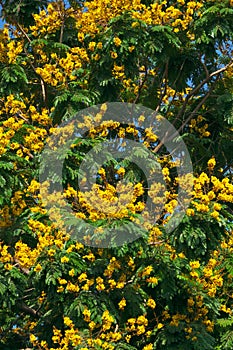 Leopard tree bloom yellow flower among green leaf