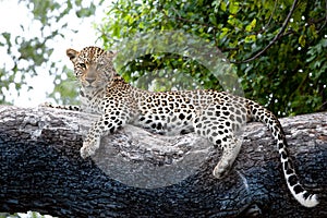 Leopard on tree, Botswana, Africa. Watchful leopard on huge tree trunk Okavango Delta, Botswana photo