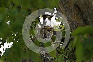 Leopard in the Tree Canopy