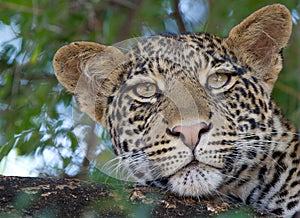 Leopard in a tree close up