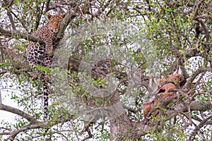 Leopard In Tree With Impala