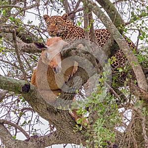 Leopard In Tree With Impala