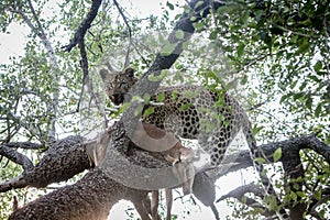 Leopard in a tree with an Impala kill.