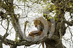 Leopard in a tree with its prey, Serengeti, Tanzania