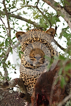 Leopard in a tree with kill