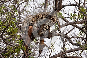 leopard in a tree with a kill