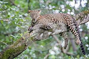 Leopard on a tree and looking at camera