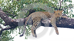 Leopard on the tree, Masai Mara Kenya