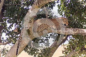 Leopard on a tree in Masai Mara National Reserve, Ken