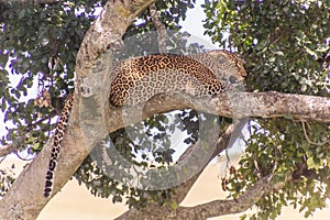 Leopard on a tree in Masai Mara National Reserve, Ken