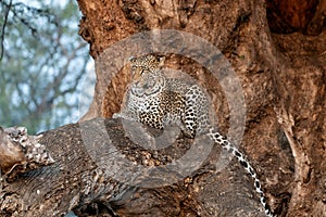 Leopard in a tree in Mashatu Game Reserve