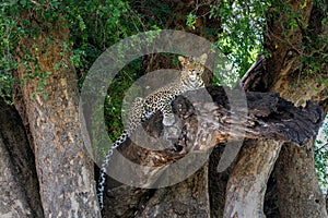 Leopard in a tree in Mashatu Game Reserve