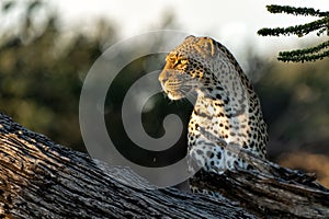 Leopard in a tree in Mashatu Game Reserve