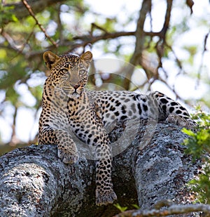 Leopard on the tree. National Park. Kenya. Tanzania. Maasai Mara. Serengeti.