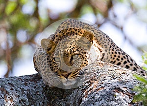 Leopard on the tree. National Park. Kenya. Tanzania. Maasai Mara. Serengeti.