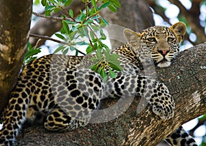 Leopard on the tree. National Park. Kenya. Tanzania. Maasai Mara. Serengeti.