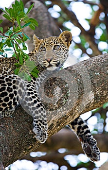 Leopard on the tree. National Park. Kenya. Tanzania. Maasai Mara. Serengeti.