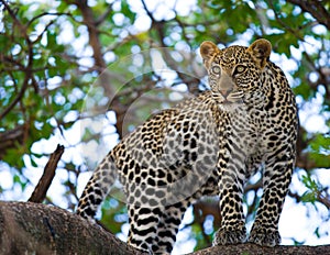 Leopard on the tree. National Park. Kenya. Tanzania. Maasai Mara. Serengeti.