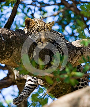 Leopard on a tree. National Park. Kenya. Tanzania. Maasai Mara. Serengeti.