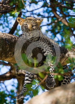 Leopard on a tree. National Park. Kenya. Tanzania. Maasai Mara. Serengeti.