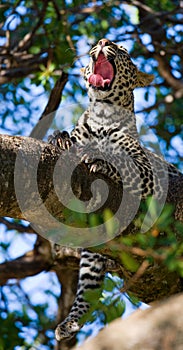 Leopard on the tree. National Park. Kenya. Tanzania. Maasai Mara. Serengeti.