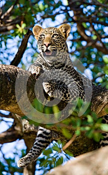 Leopard on the tree. National Park. Kenya. Tanzania. Maasai Mara. Serengeti.