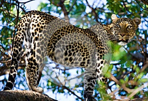 Leopard on the tree. National Park. Kenya. Tanzania. Maasai Mara. Serengeti.