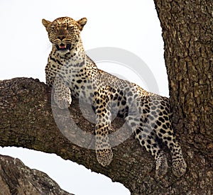 Leopard on the tree. National Park. Kenya. Tanzania. Maasai Mara. Serengeti.