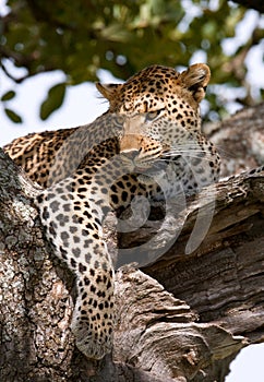 Leopard on the tree. National Park. Kenya. Tanzania. Maasai Mara. Serengeti.