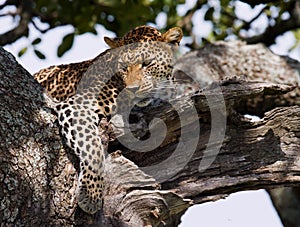 Leopard on the tree. National Park. Kenya. Tanzania. Maasai Mara. Serengeti.