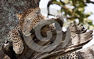 Leopard on the tree. National Park. Kenya. Tanzania. Maasai Mara. Serengeti.