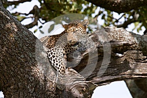 Leopard on the tree. National Park. Kenya. Tanzania. Maasai Mara. Serengeti.