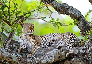 Leopard on the tree. National Park. Kenya. Tanzania. Maasai Mara. Serengeti.