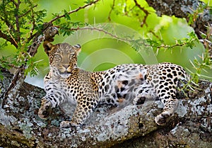 Leopard on the tree. National Park. Kenya. Tanzania. Maasai Mara. Serengeti.