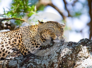 Leopard on the tree. National Park. Kenya. Tanzania. Maasai Mara. Serengeti.