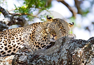 Leopard on the tree. National Park. Kenya. Tanzania. Maasai Mara. Serengeti.