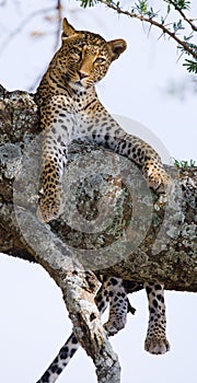 Leopard on the tree. National Park. Kenya. Tanzania. Maasai Mara. Serengeti.