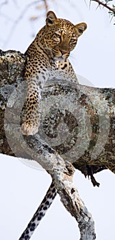 Leopard on the tree. National Park. Kenya. Tanzania. Maasai Mara. Serengeti.