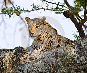 Leopard on the tree. National Park. Kenya. Tanzania. Maasai Mara. Serengeti.